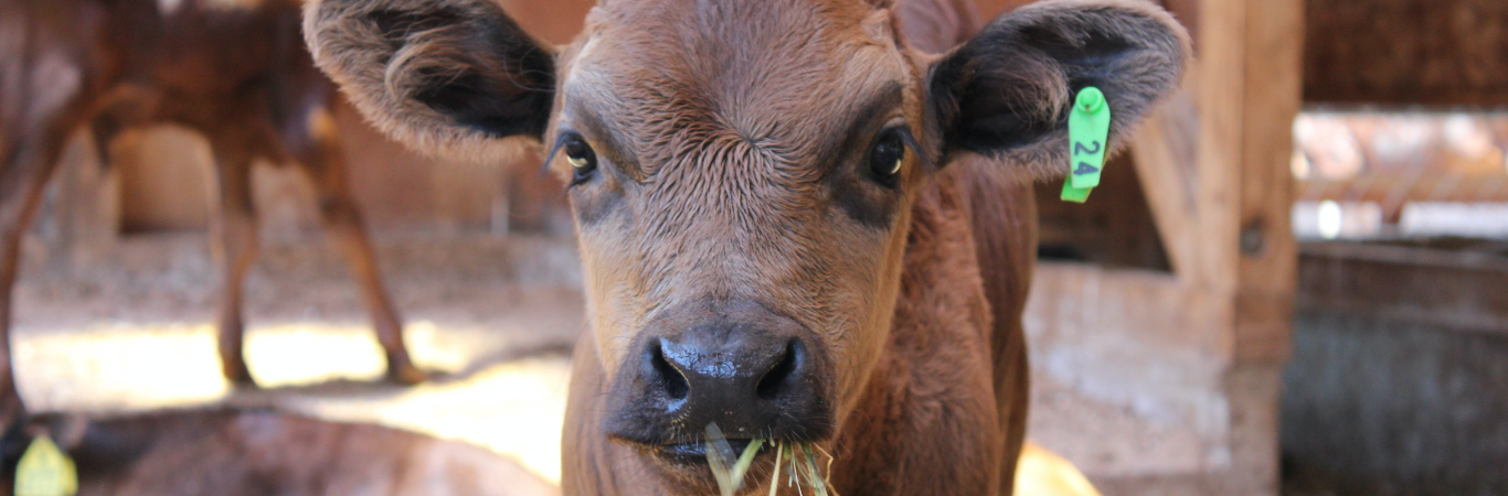 だんだん牧場イメージ