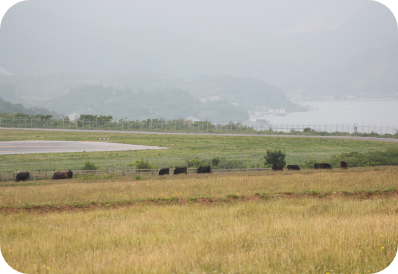 公共牧野（空港ふれあい公園）