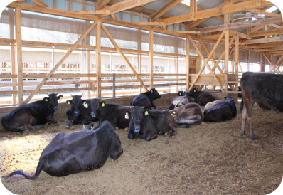 母牛（育成牛）