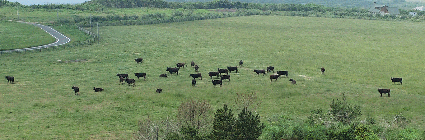 だんだん牧場イメージ