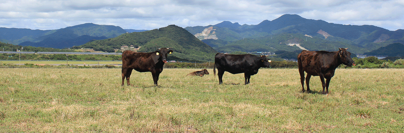 だんだん牧場イメージ